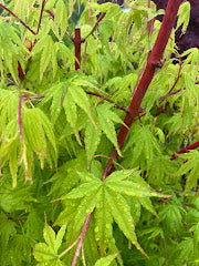 Acer palmatum 'Japanese Sunrise'