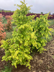 Acer palmatum 'Japanese Sunrise'