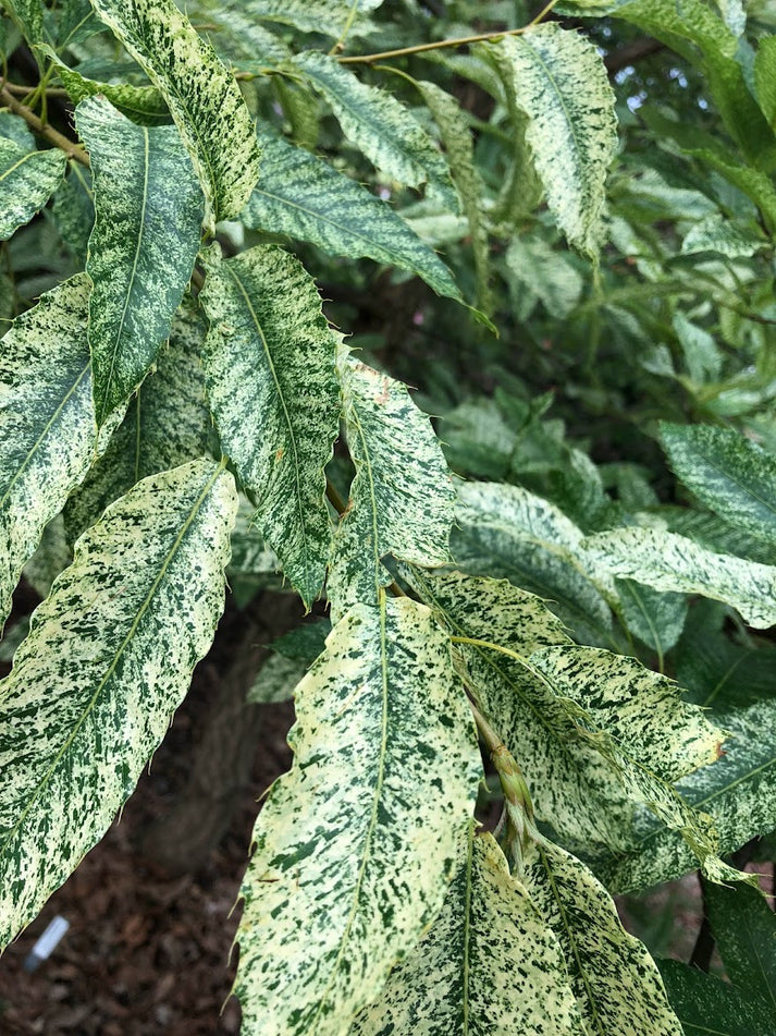 Quercus variabilis "Speckled" EXTREMELY RARE!