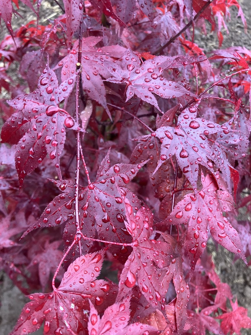 Acer palmatum 'Red Baron'