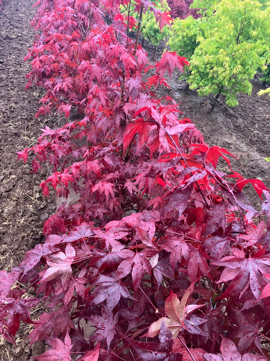 Acer palmatum 'Red Baron'