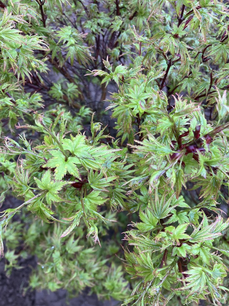 Acer palmatum 'Sharp's Pygmy'