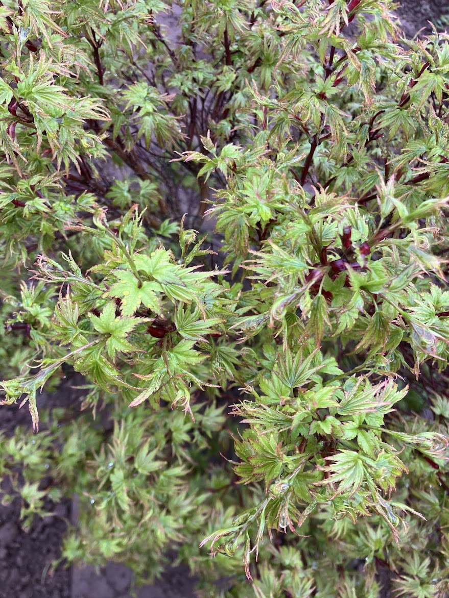 Acer palmatum 'Sharp's Pygmy'