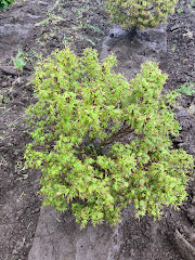 Acer palmatum 'Sharp's Pygmy'