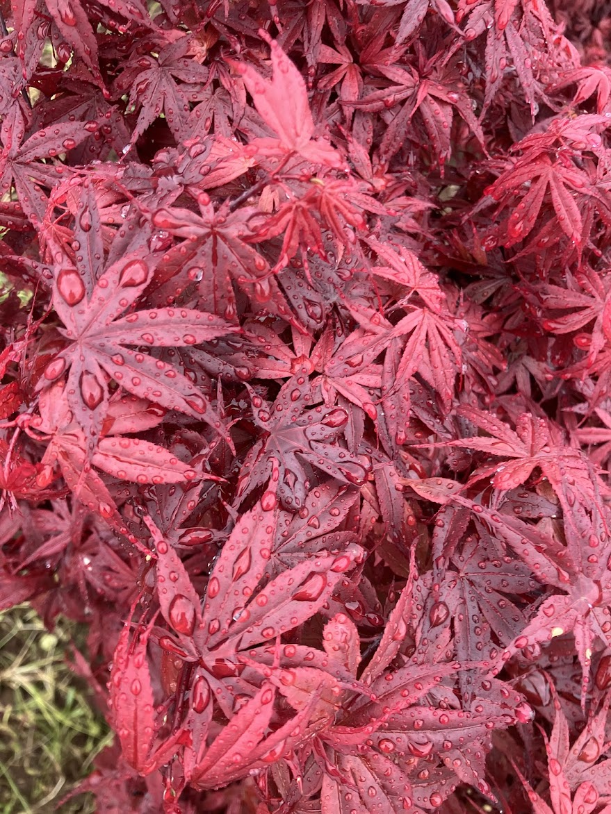 Acer palmatum 'Elizabeth'