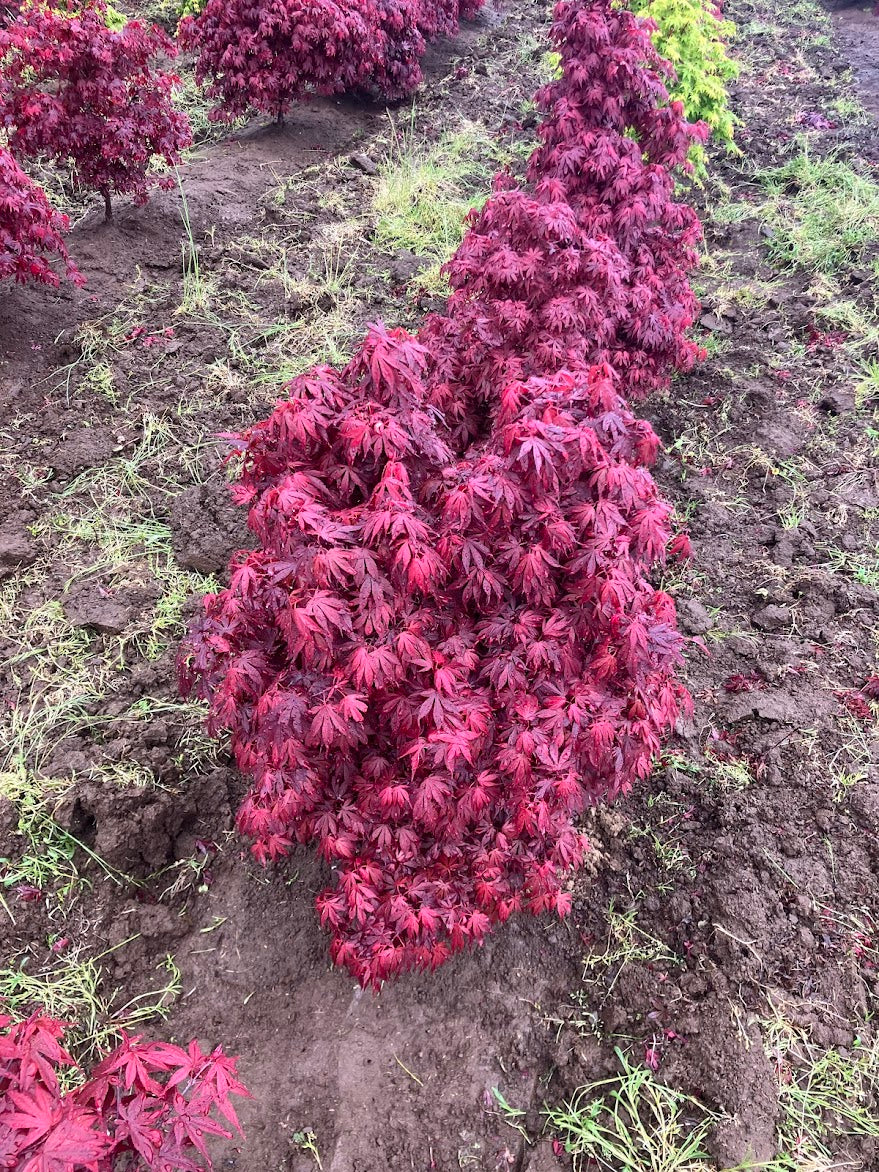 Acer palmatum 'Elizabeth'