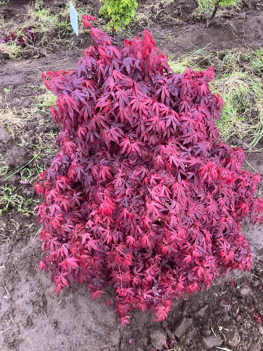 Acer palmatum 'Elizabeth'