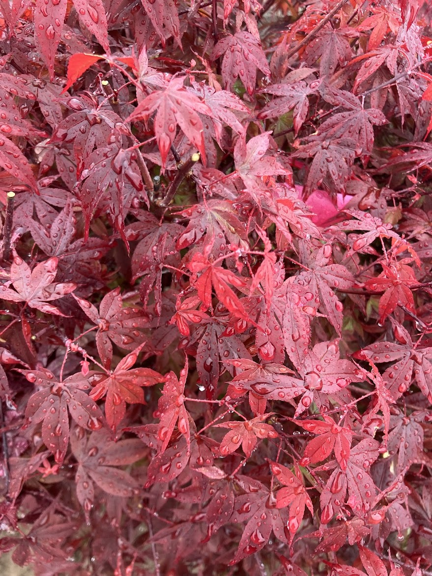 Acer palmatum 'Englishtown'