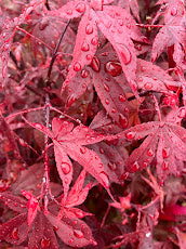 Acer palmatum 'Englishtown'