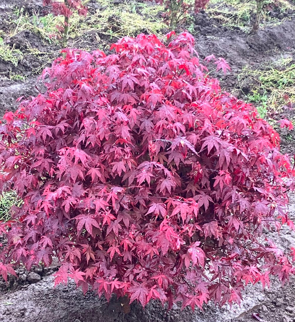 Acer palmatum 'Englishtown'