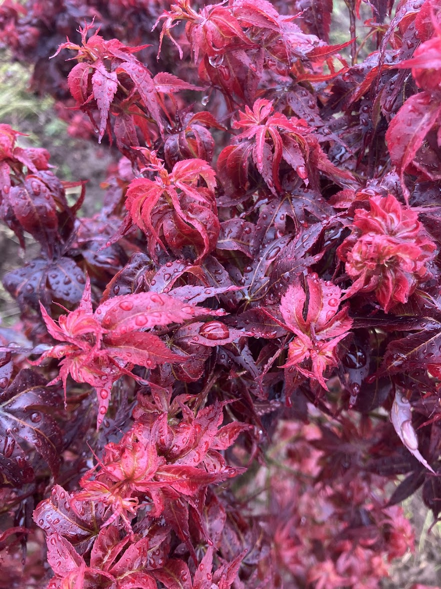 Acer palmatum 'Kurenai Jishi' Red Lion Japanese Maple