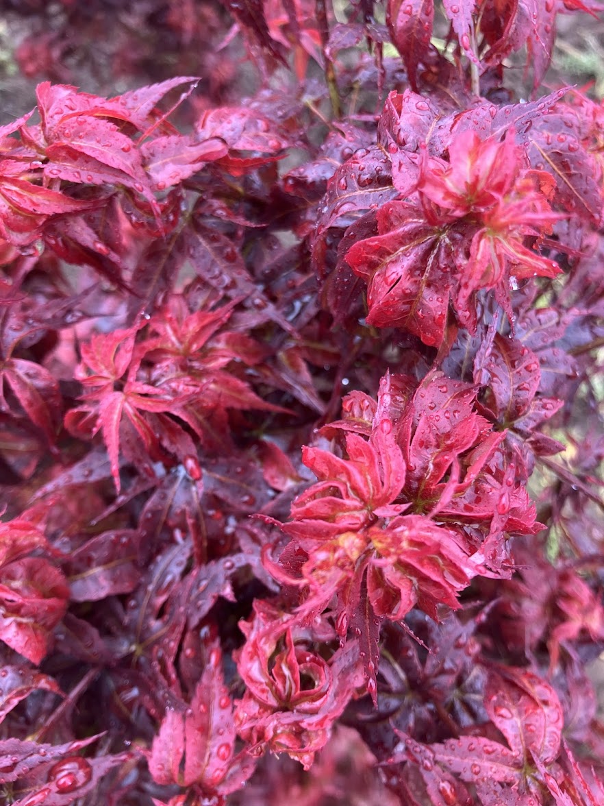 Acer palmatum 'Kurenai Jishi' Red Lion Japanese Maple