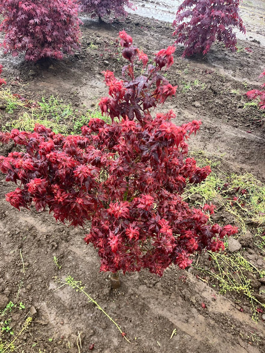 Acer palmatum 'Kurenai Jishi' Red Lion Japanese Maple