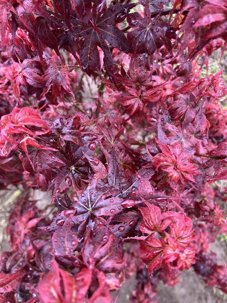 Acer palmatum 'Kurenai Jishi' Red Lion Japanese Maple