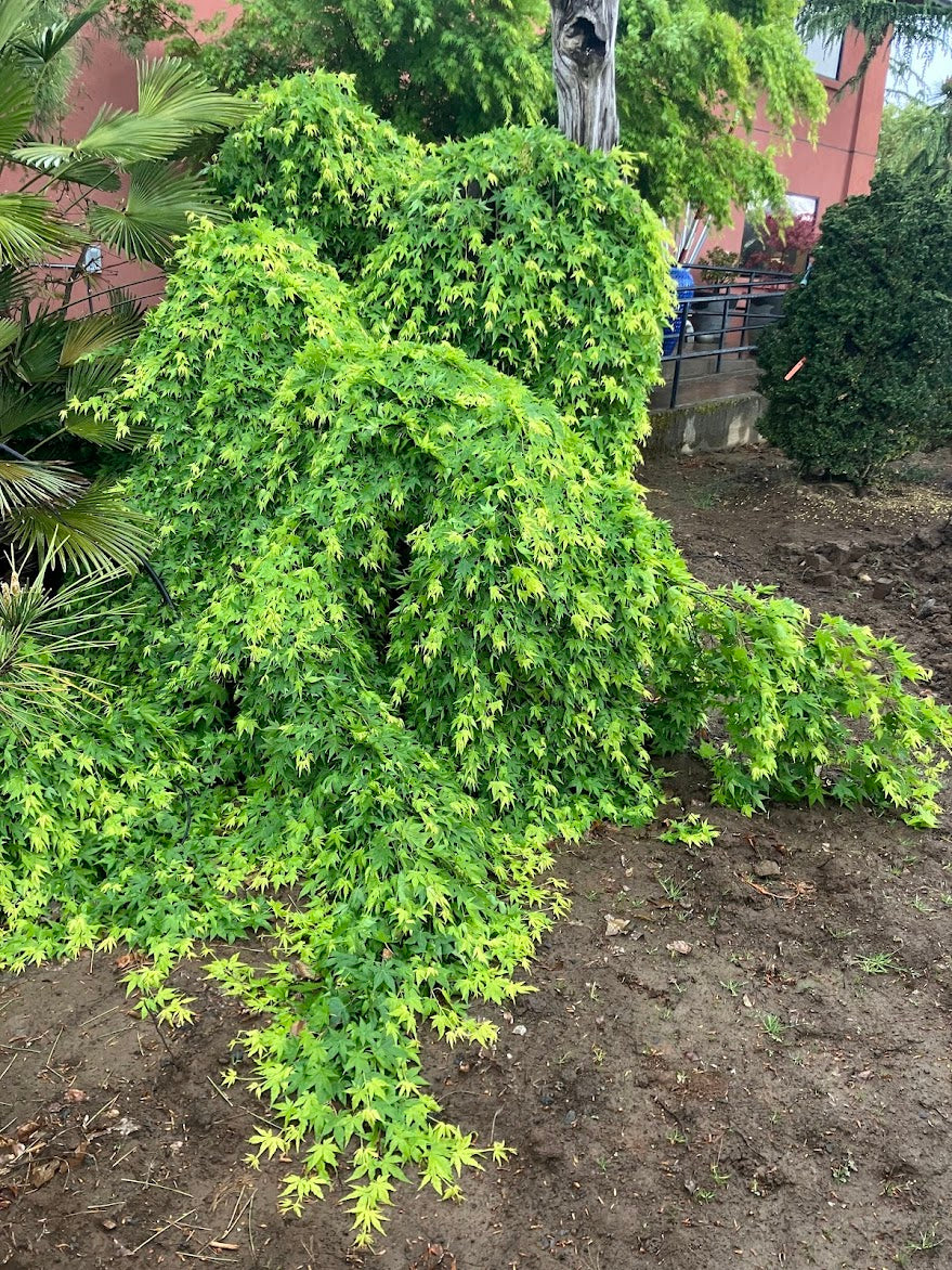 Acer palmatum 'Ryu Sei'