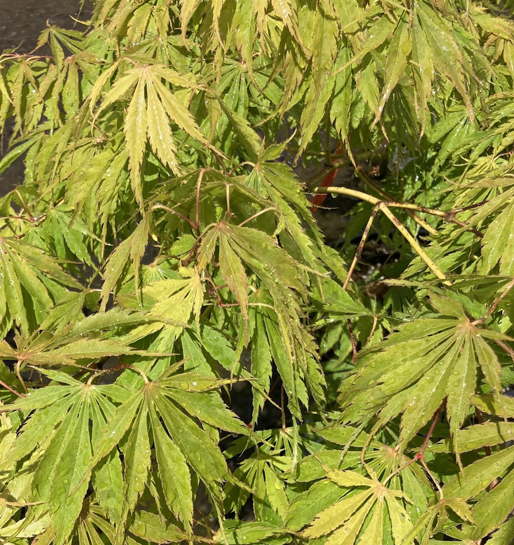 Acer palmatum 'Fascination'