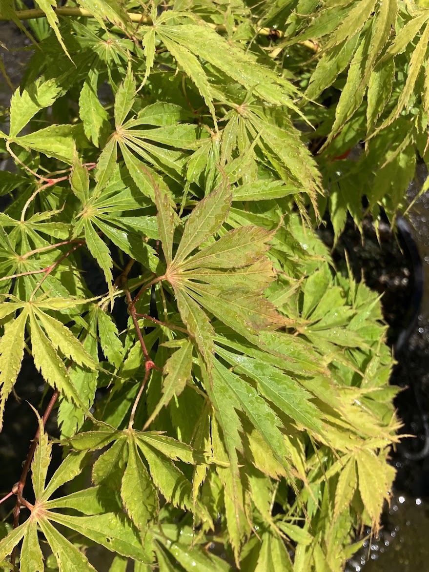 Acer palmatum 'Fascination'