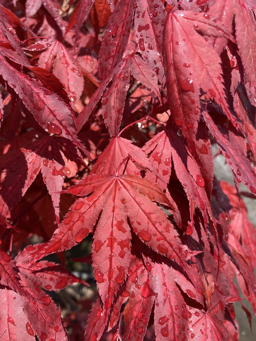 Acer palmatum 'Purple Ghost'