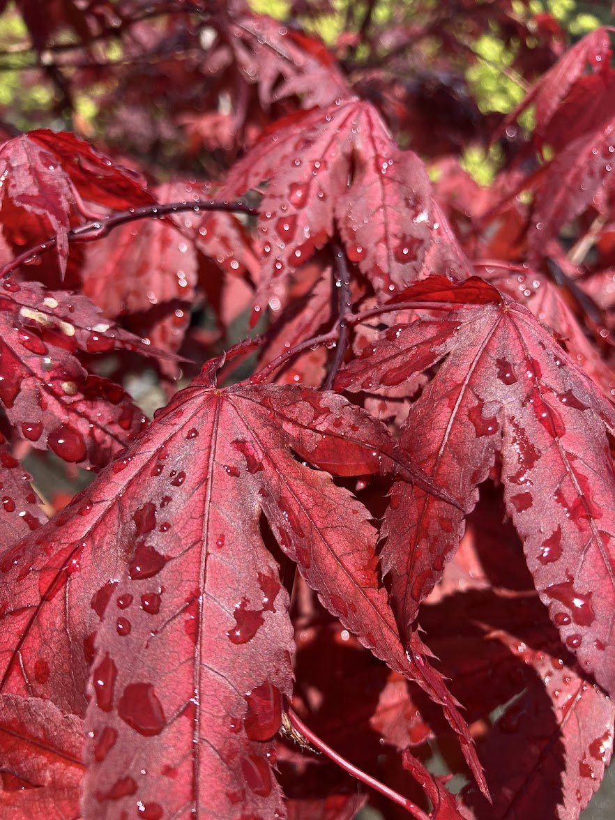 Acer palmatum 'Purple Ghost'