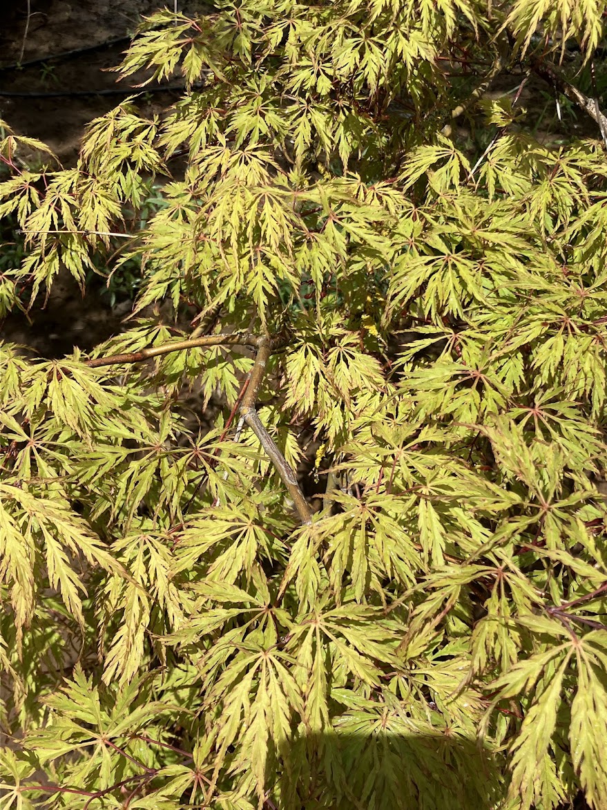 Acer palmatum 'Green Hornet'