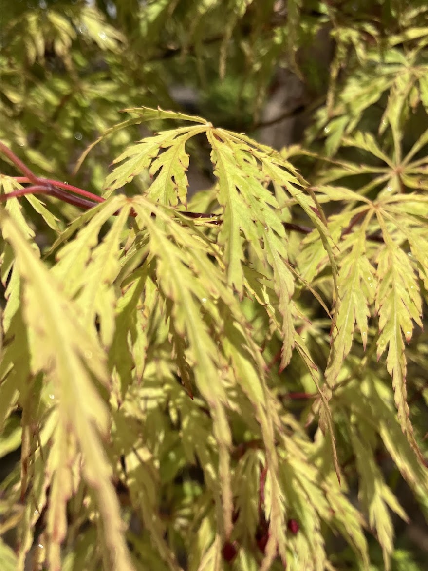 Acer palmatum 'Green Hornet'