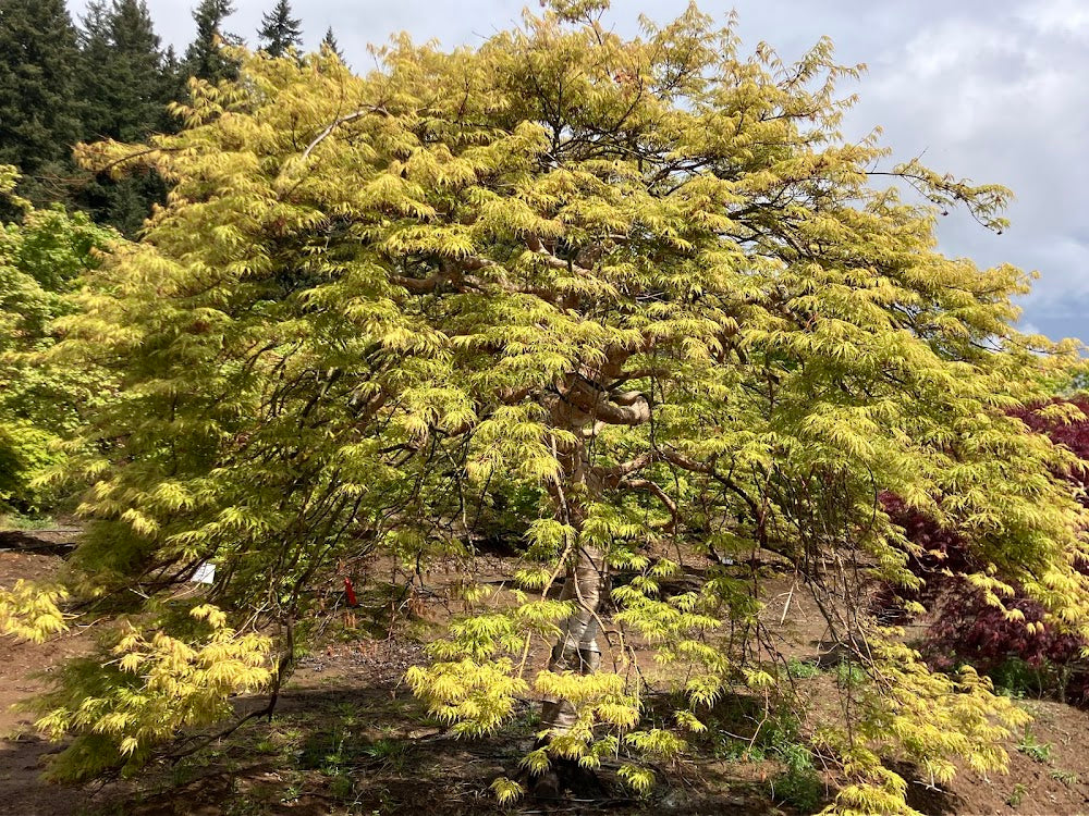 Acer palmatum 'Green Hornet'