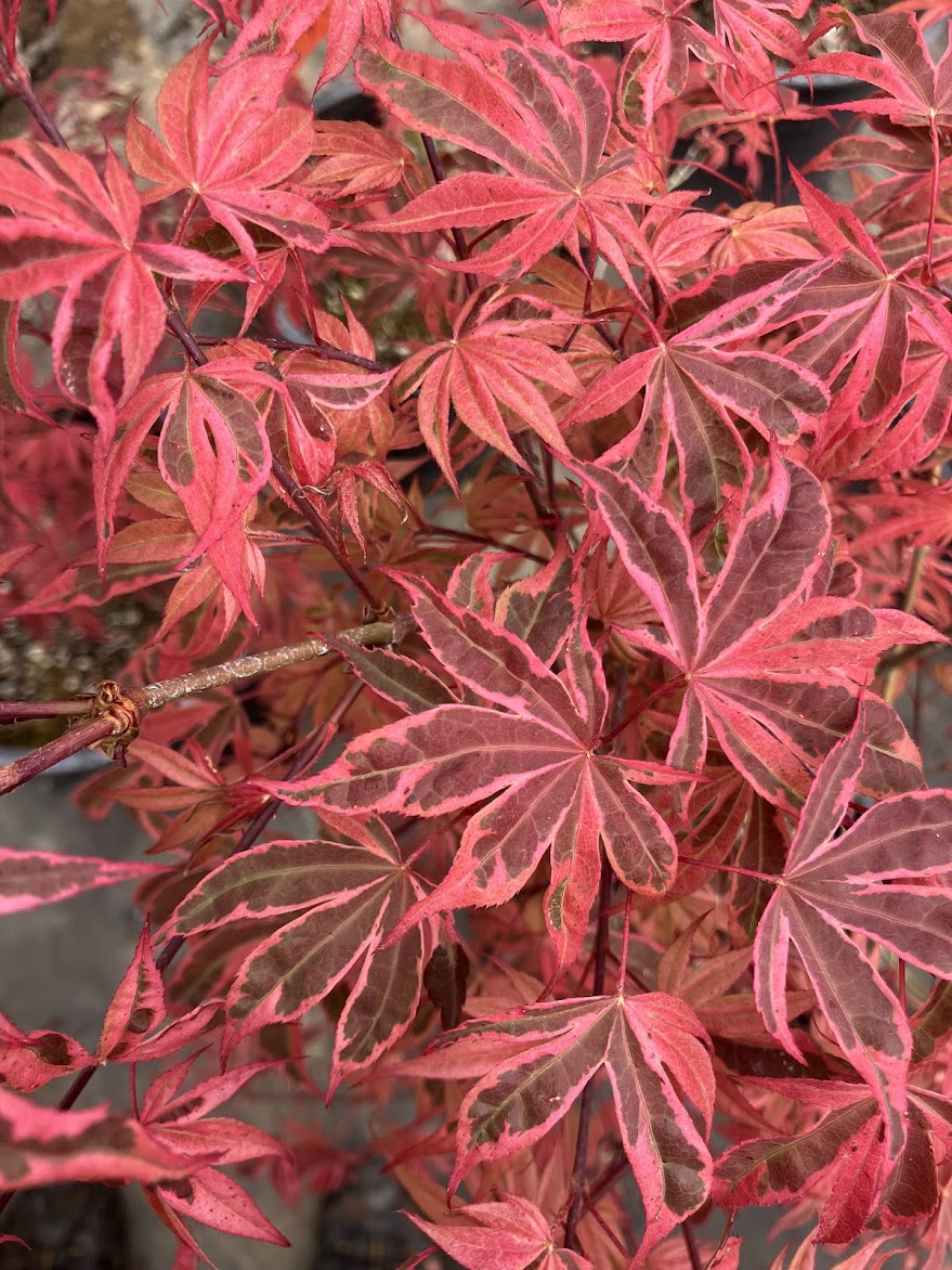 Acer palmatum 'Geisha Gone Wild'