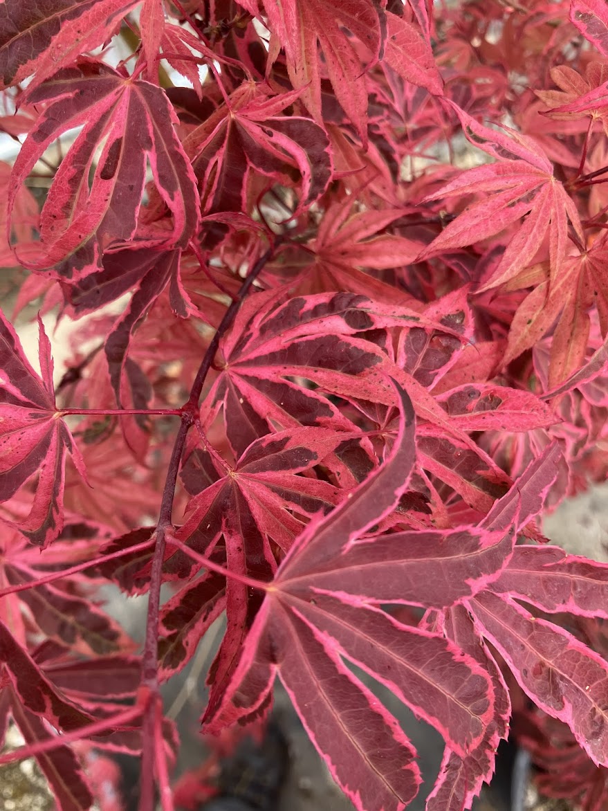 Acer palmatum 'Geisha Gone Wild'