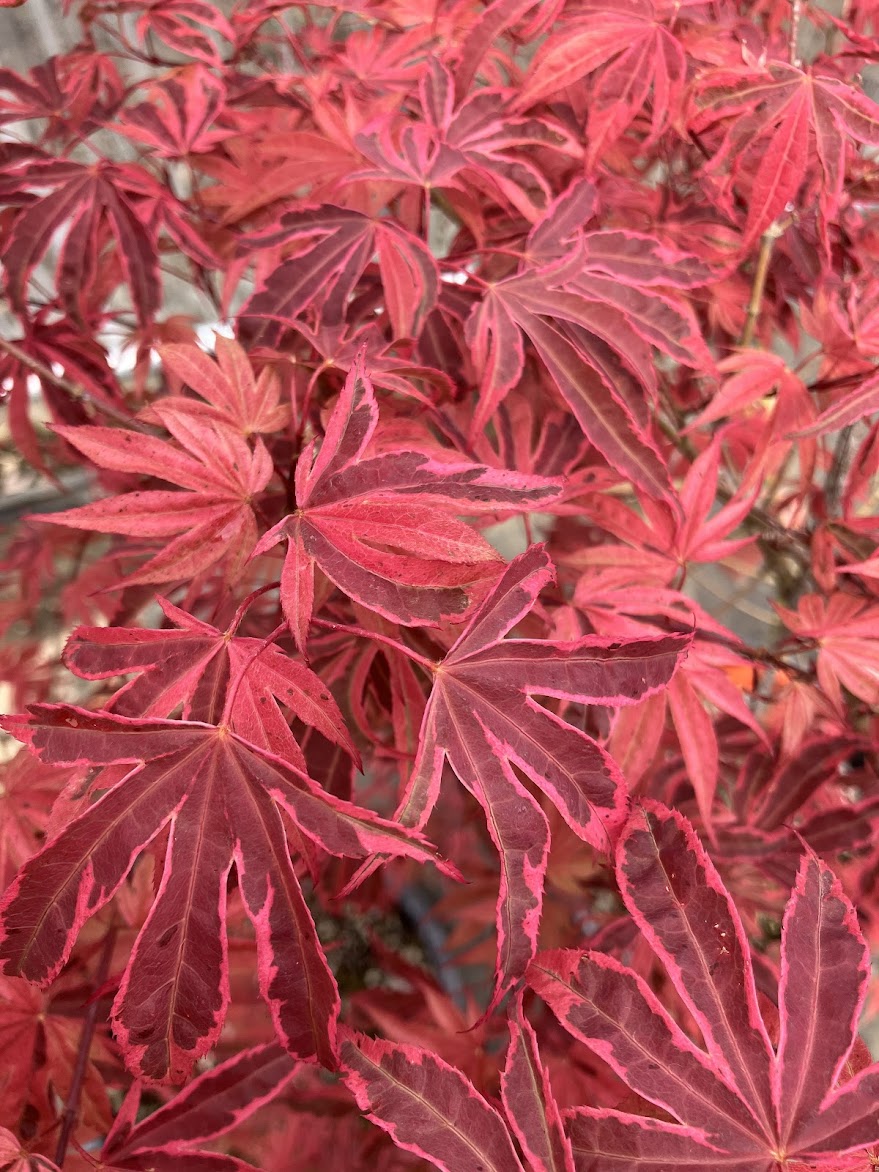 Acer palmatum 'Geisha Gone Wild'