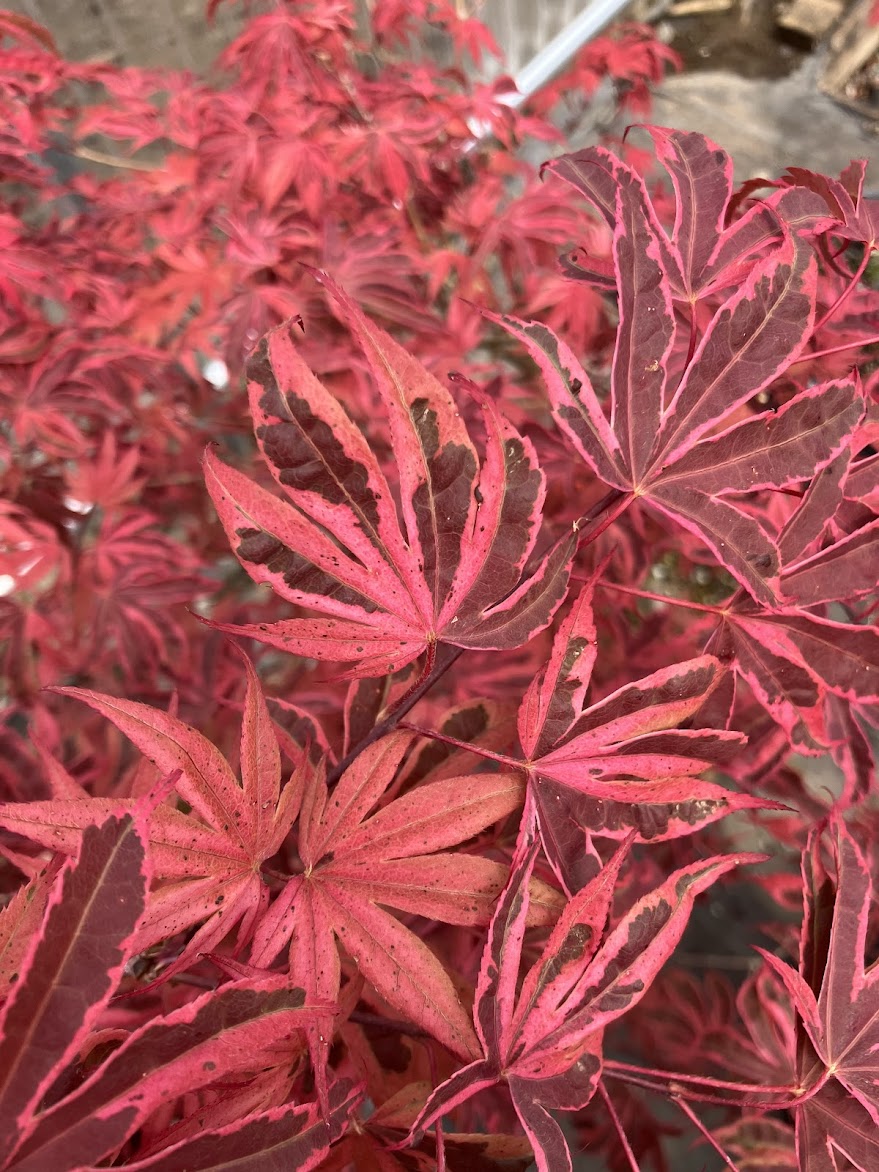 Acer palmatum 'Geisha Gone Wild'