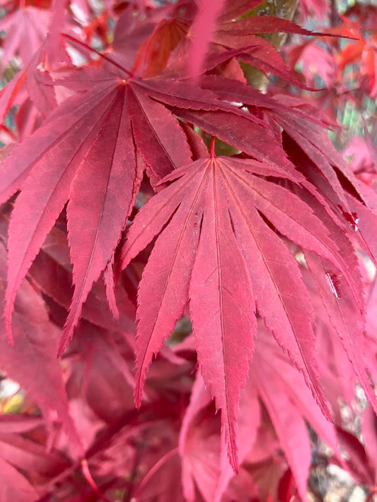 Acer shirasawanum "Red Dawn'