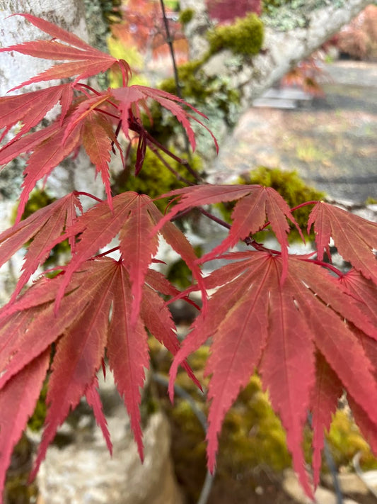 Acer palmatum 'Kinran' Japanese Maple