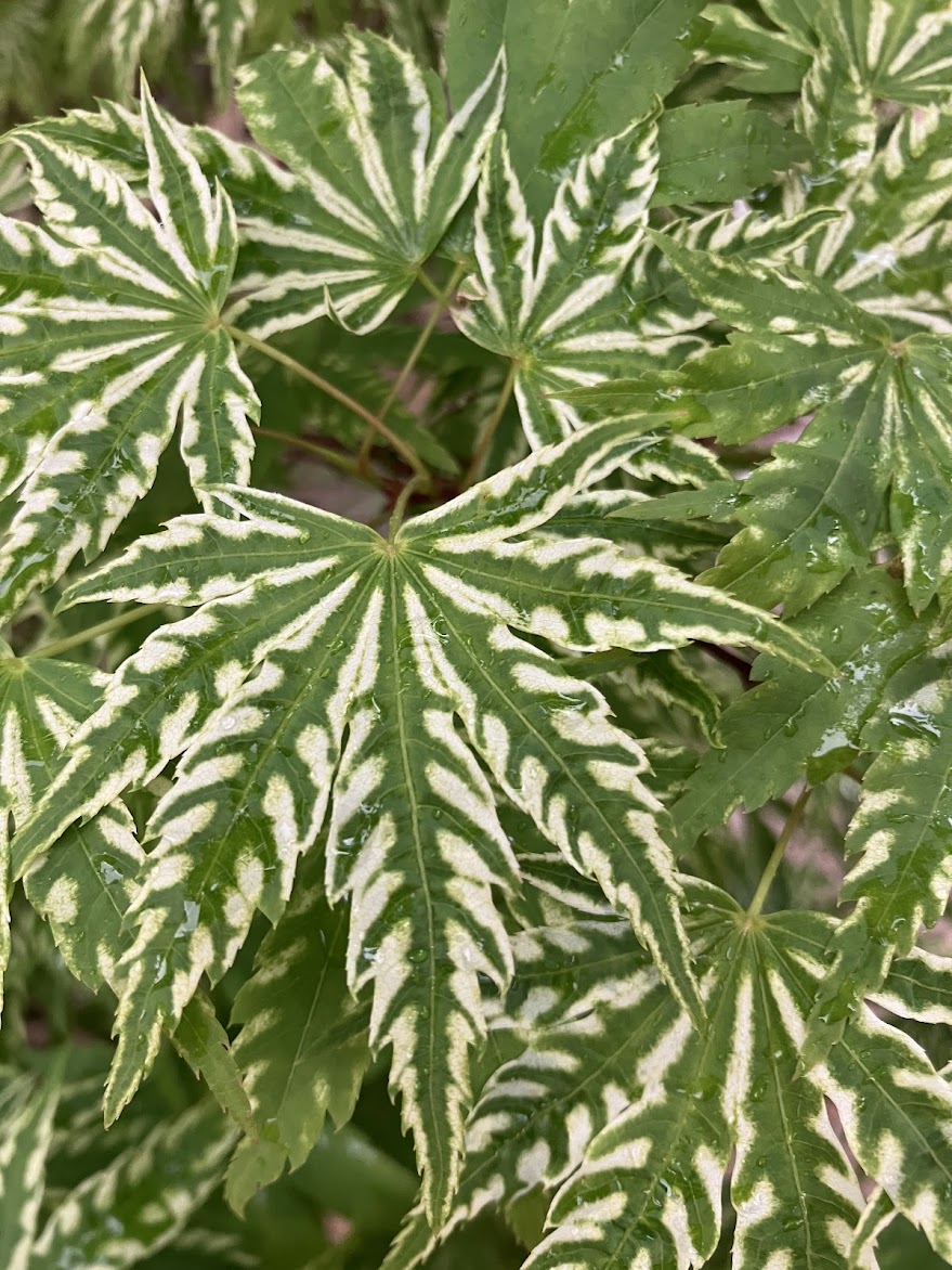 Acer palmatum 'Yama Nishiki