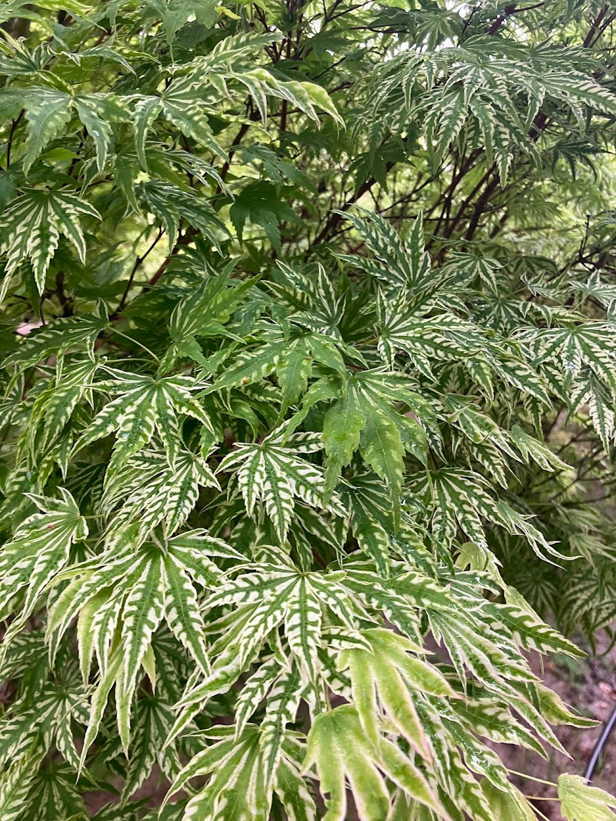 Acer palmatum 'Yama Nishiki