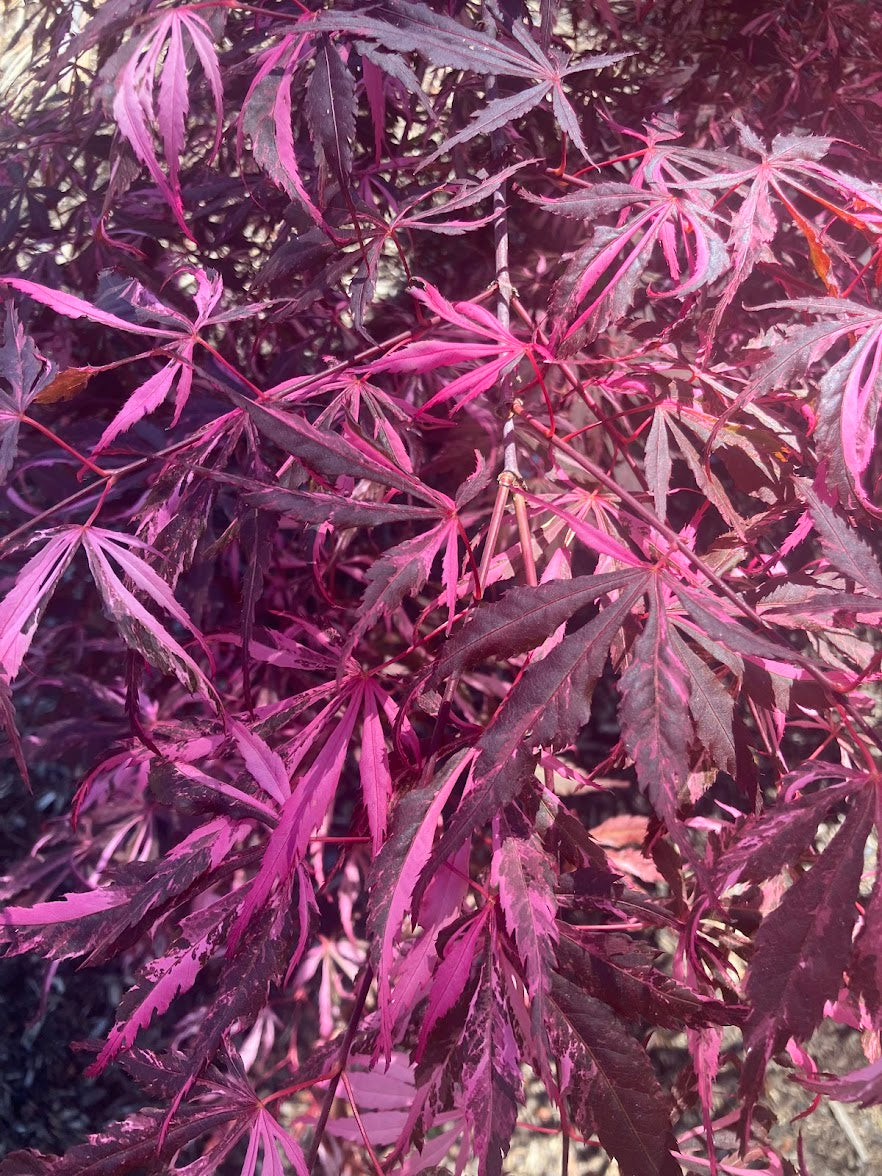 Acer palmatum 'Lileeann's Jewel'