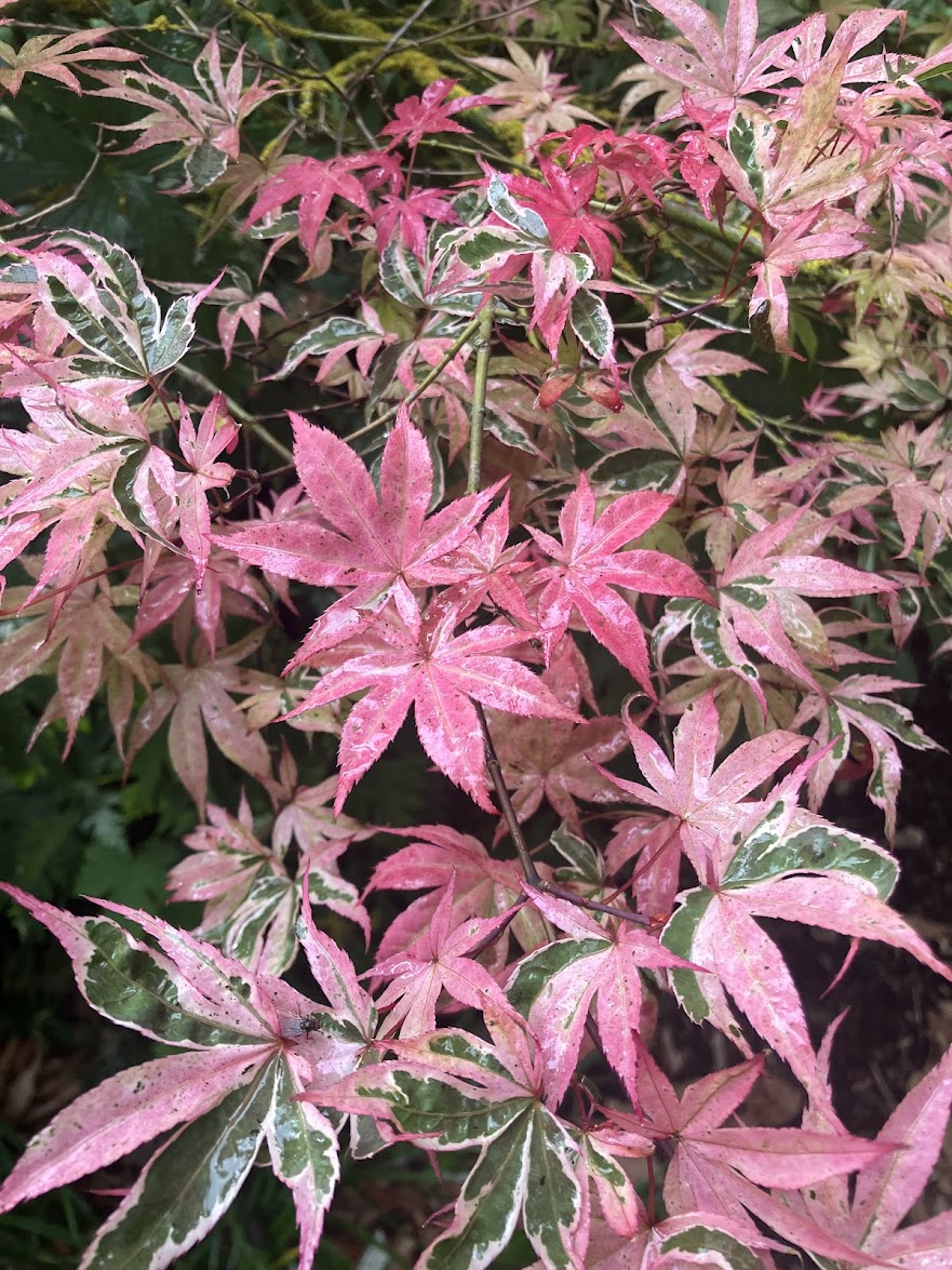 Acer palmatum 'Geisha Gone Wild'