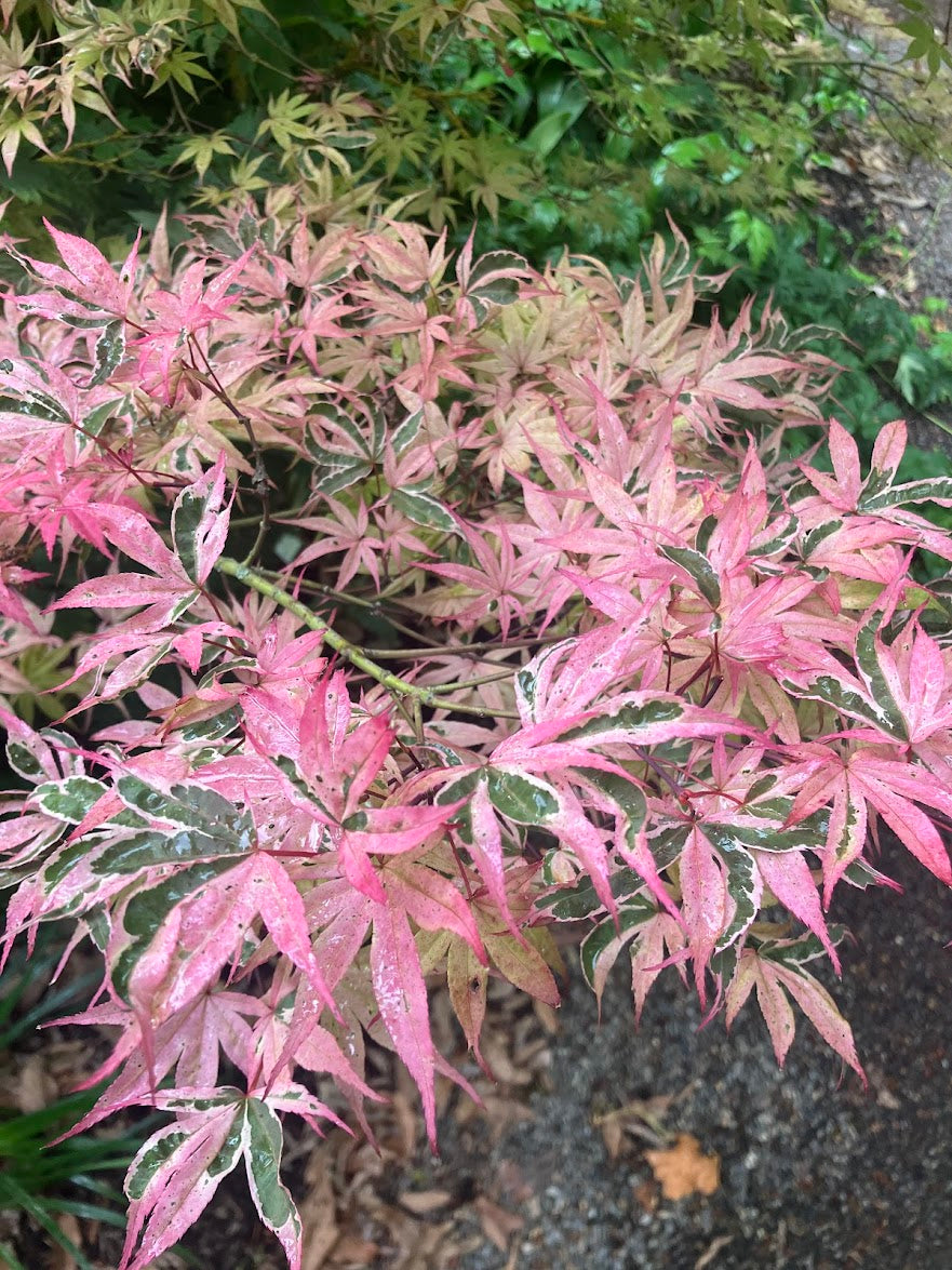 Acer palmatum 'Geisha Gone Wild'