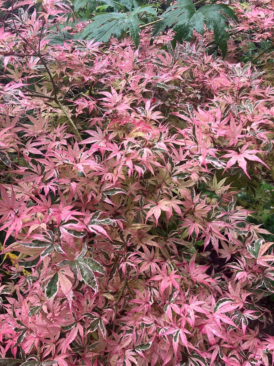 Acer palmatum 'Geisha Gone Wild'