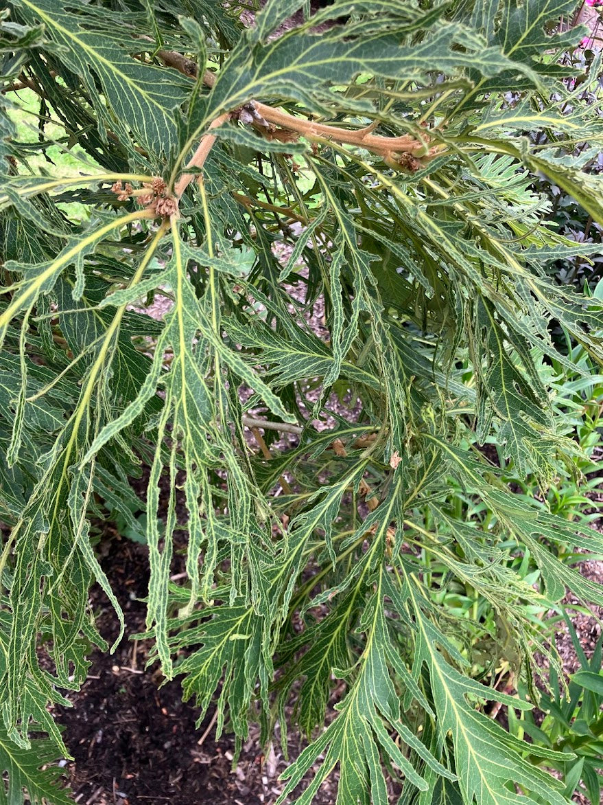 Quercus dentata 'Pinnatifida' RARE