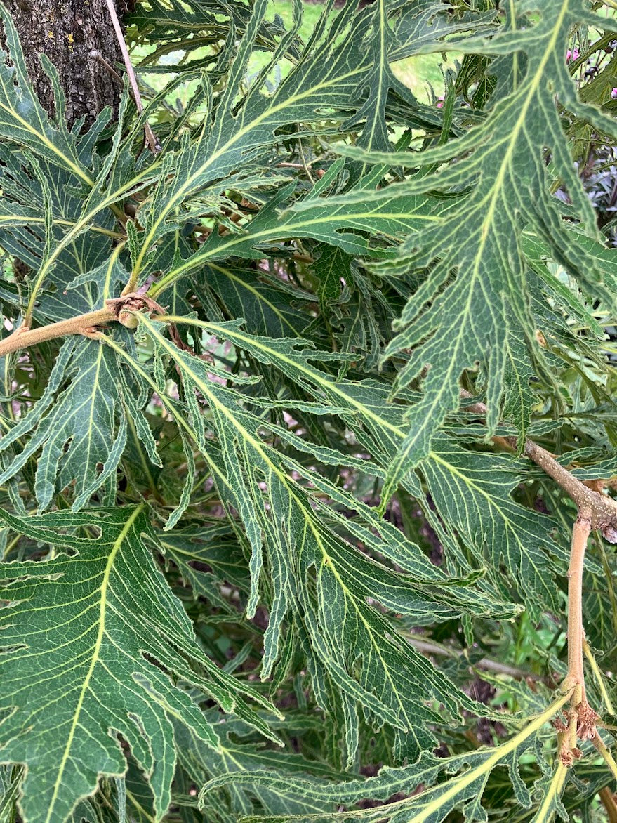 Quercus dentata 'Pinnatifida' RARE