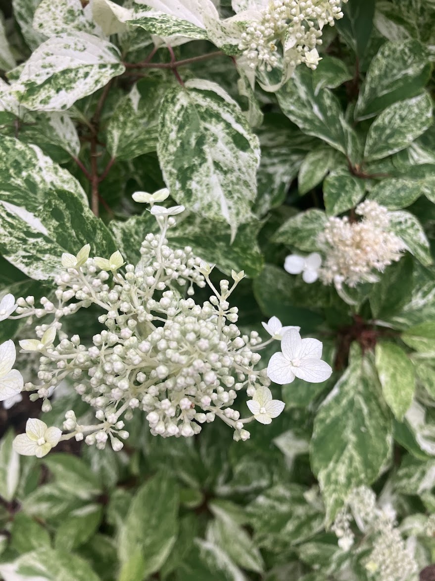 Hydrangea paniculata 'Yuki Gessho'