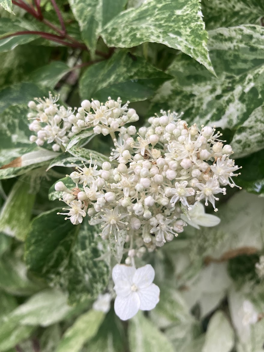 Hydrangea paniculata 'Yuki Gessho'