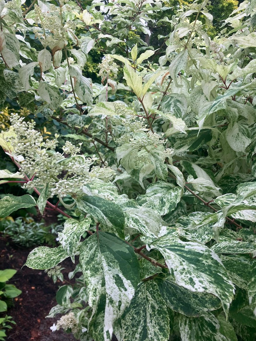 Hydrangea paniculata 'Yuki Gessho'