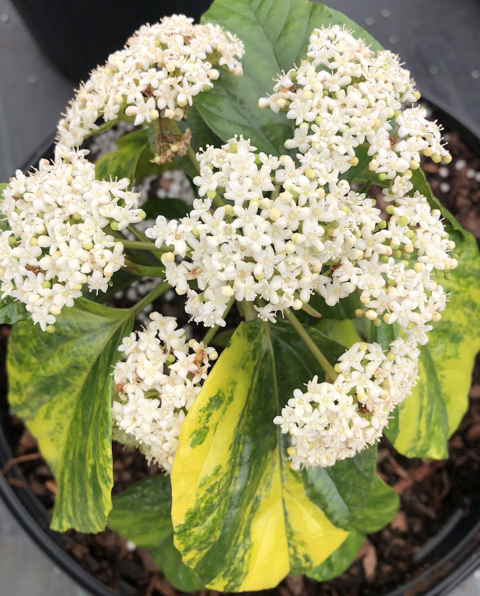 Viburnum japonicum 'Variegatum"