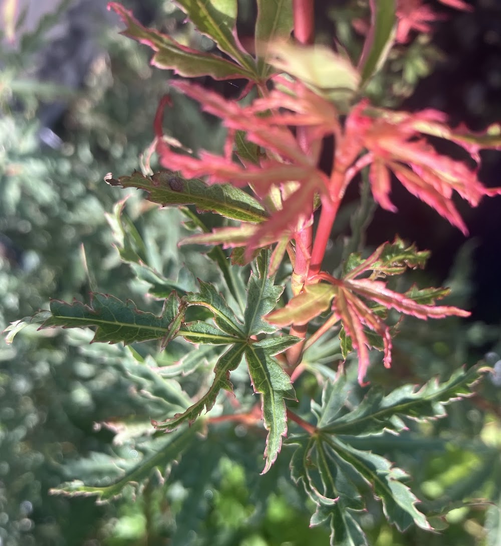 Acer palmatum 'Mama Fu'