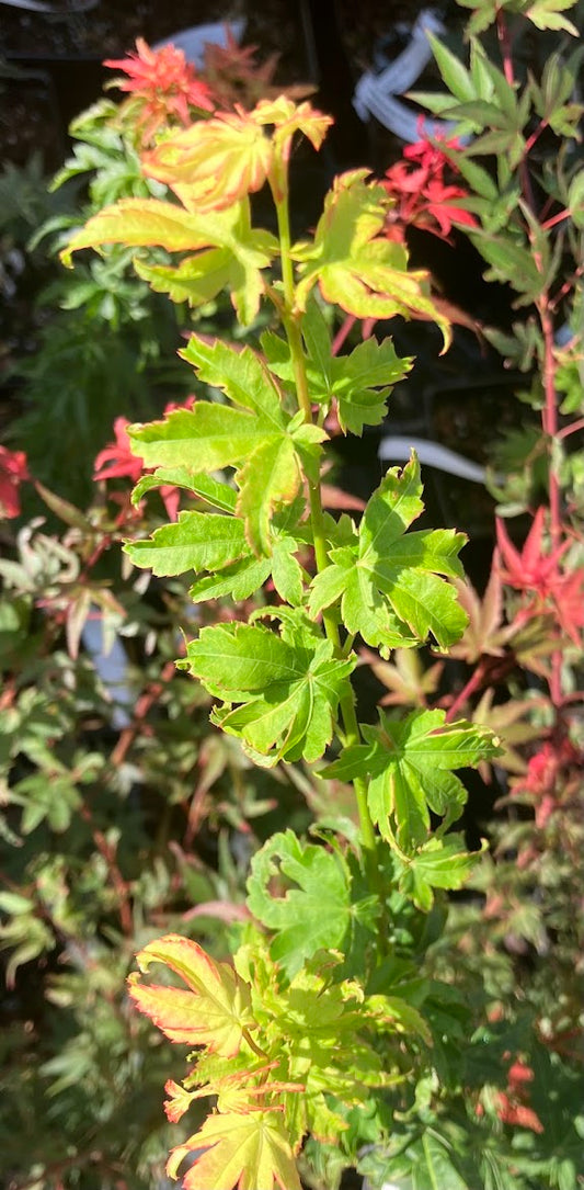 Acer japonicum 'Hime Ha Uchiwa'