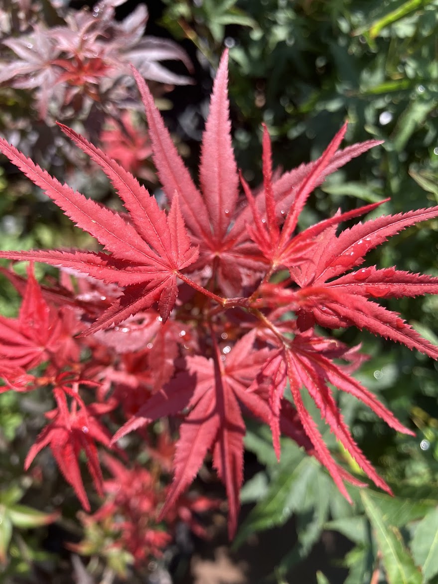 Acer palmatum 'Dark Star'