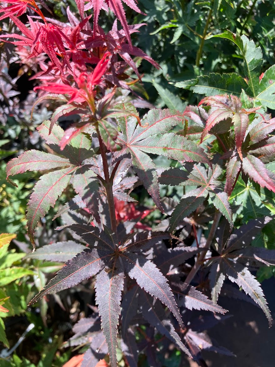 Acer palmatum 'Dark Star'