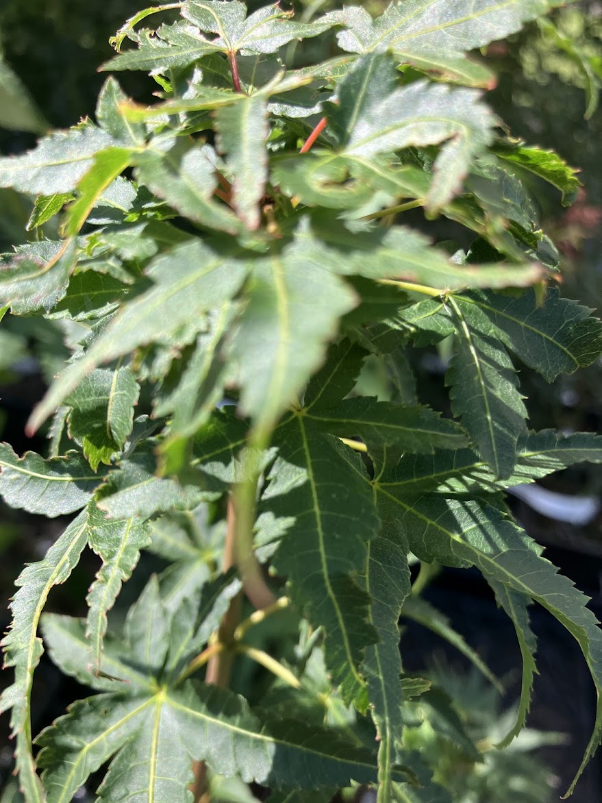 Acer palmatum 'Sekka Yatsubusa'