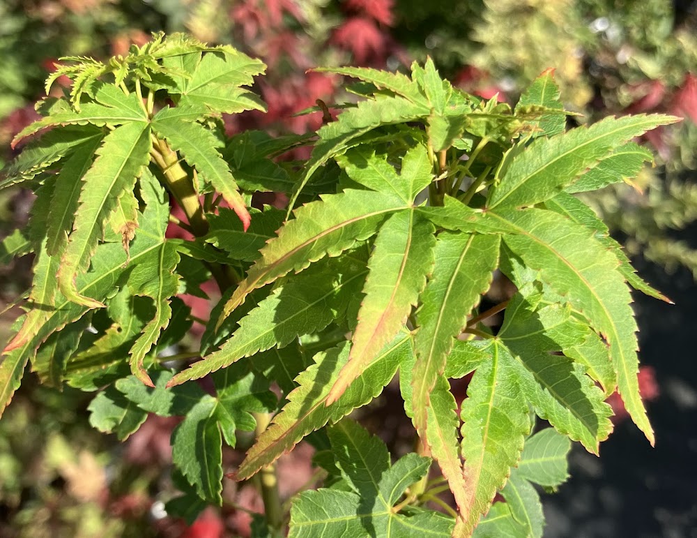 Acer palmatum 'Sekka Yatsubusa'